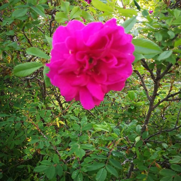 Meet your Posher, P. michelle - Picture 1 of 1